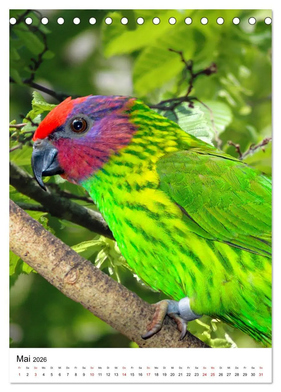 Bild: 9783516299564 | Honigpapageien - Loris (Tischkalender 2026 DIN A5 hoch), CALVENDO...