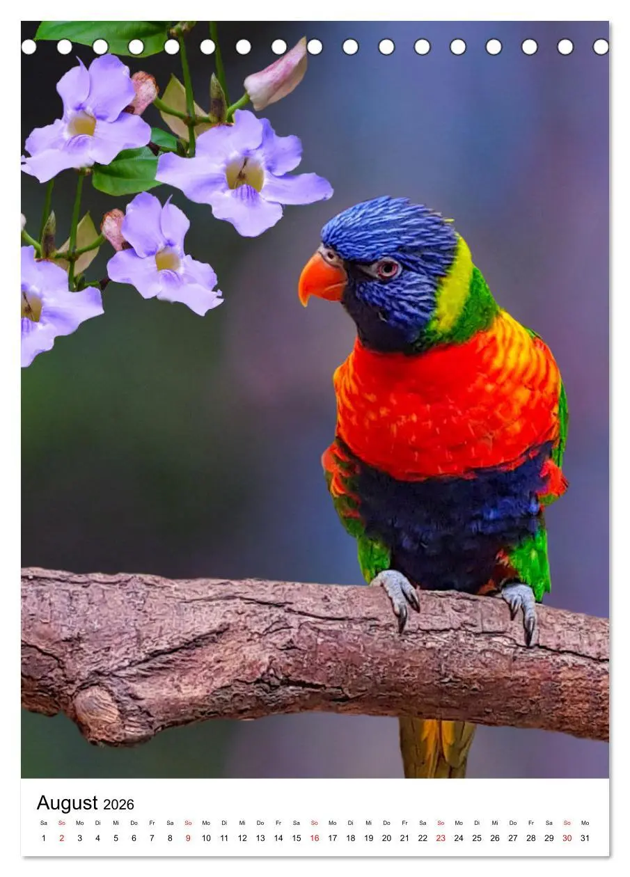 Bild: 9783516299564 | Honigpapageien - Loris (Tischkalender 2026 DIN A5 hoch), CALVENDO...