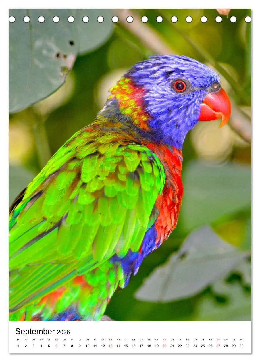 Bild: 9783516299564 | Honigpapageien - Loris (Tischkalender 2026 DIN A5 hoch), CALVENDO...