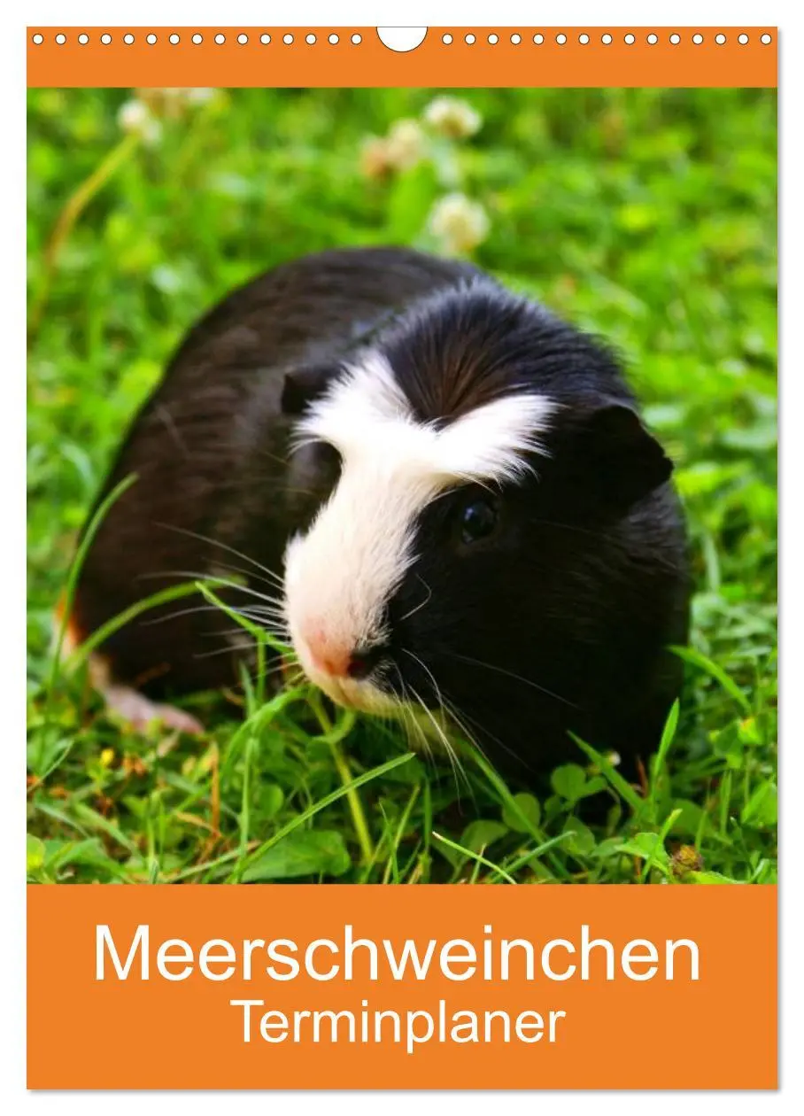 Cover: 9783516429664 | Meerschweinchen Terminplaner (Wandkalender 2026 DIN A3 hoch),...