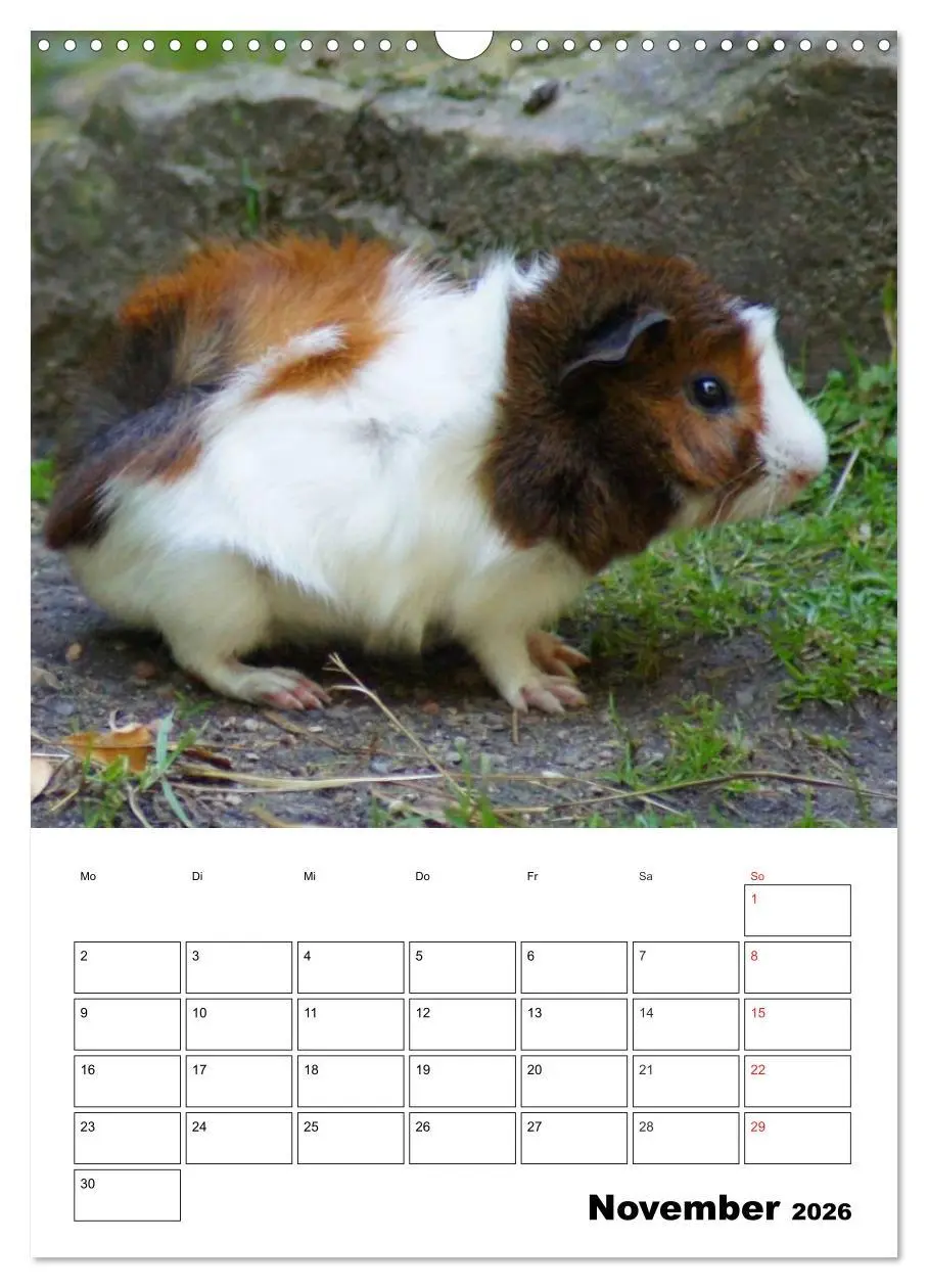 Bild: 9783516429664 | Meerschweinchen Terminplaner (Wandkalender 2026 DIN A3 hoch),...