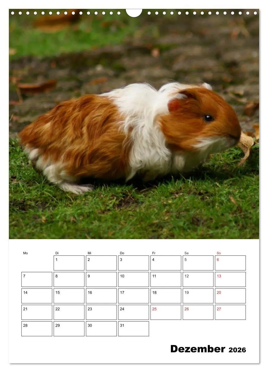 Bild: 9783516429664 | Meerschweinchen Terminplaner (Wandkalender 2026 DIN A3 hoch),...
