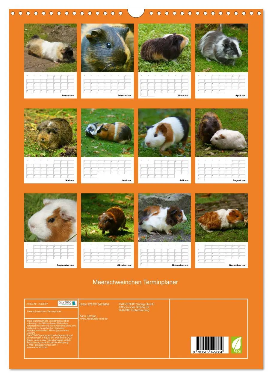 Bild: 9783516429664 | Meerschweinchen Terminplaner (Wandkalender 2026 DIN A3 hoch),...