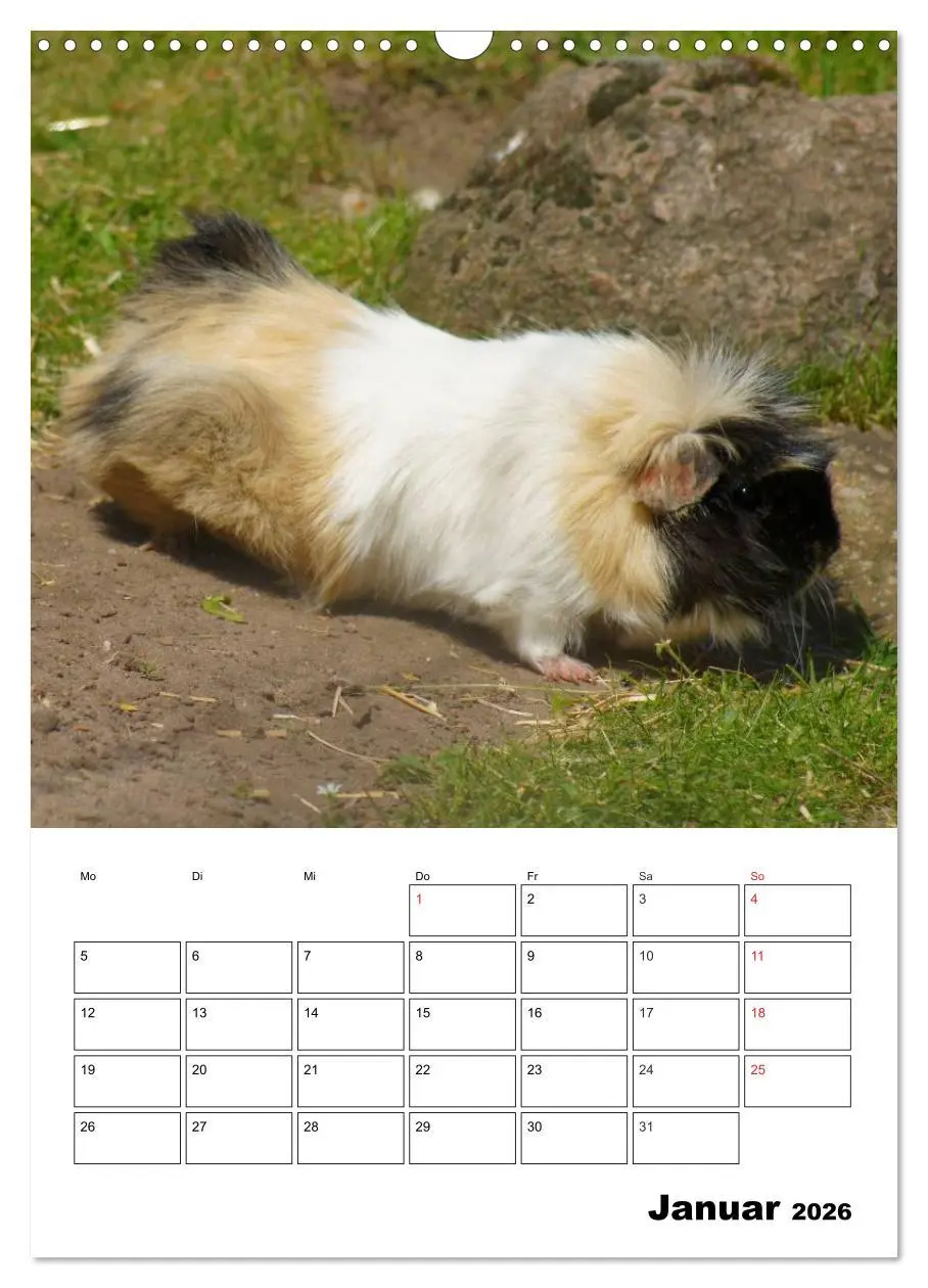 Bild: 9783516429664 | Meerschweinchen Terminplaner (Wandkalender 2026 DIN A3 hoch),...