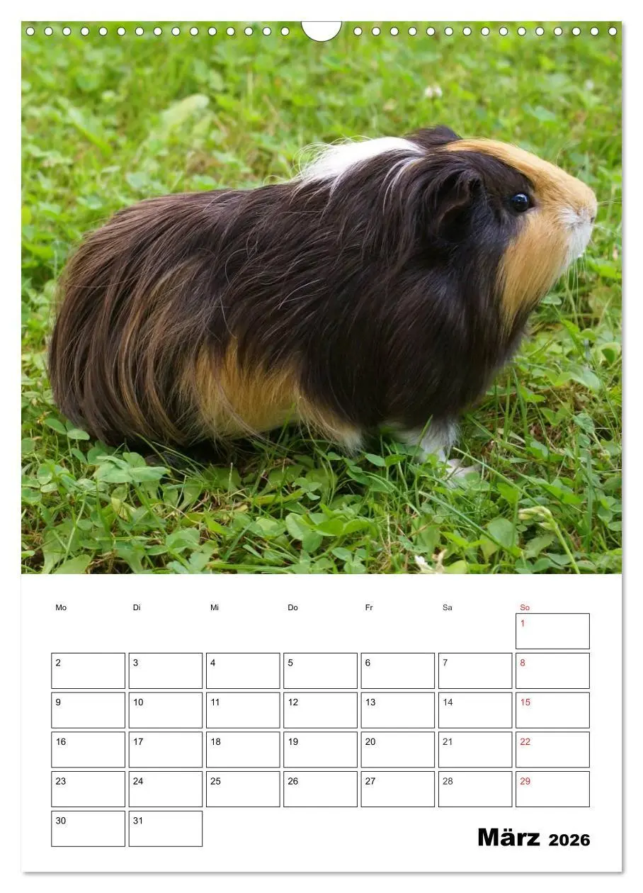 Bild: 9783516429664 | Meerschweinchen Terminplaner (Wandkalender 2026 DIN A3 hoch),...