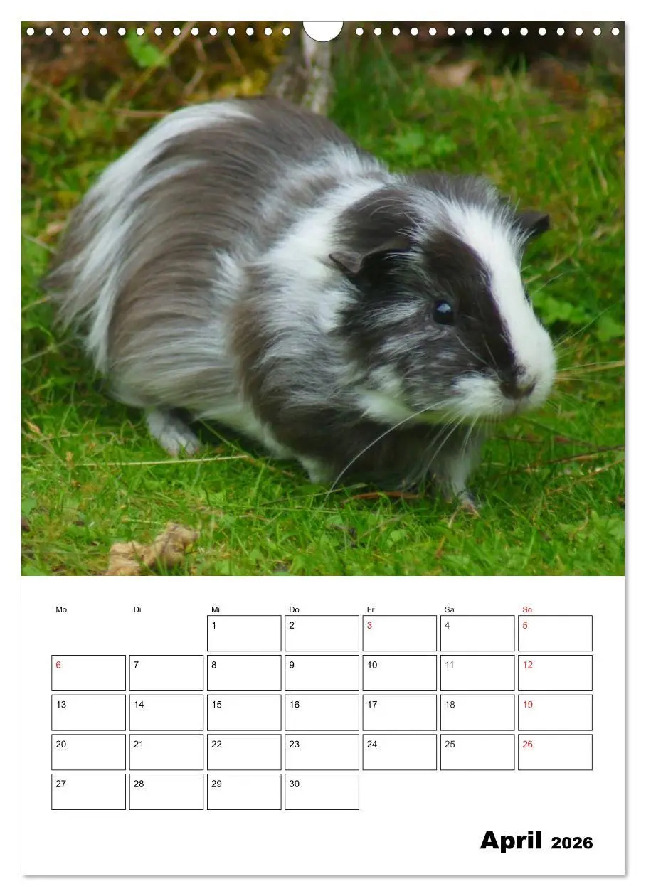 Bild: 9783516429664 | Meerschweinchen Terminplaner (Wandkalender 2026 DIN A3 hoch),...