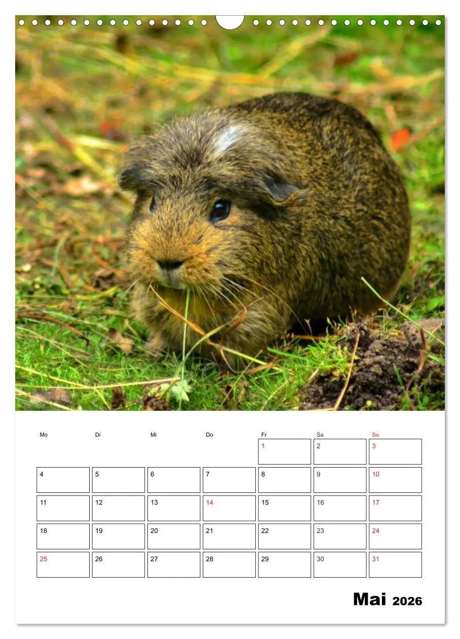 Bild: 9783516429664 | Meerschweinchen Terminplaner (Wandkalender 2026 DIN A3 hoch),...