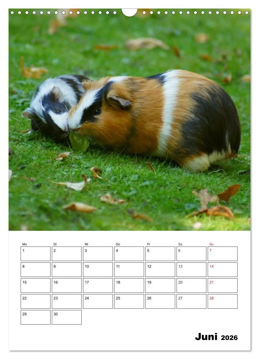 Bild: 9783516429664 | Meerschweinchen Terminplaner (Wandkalender 2026 DIN A3 hoch),...