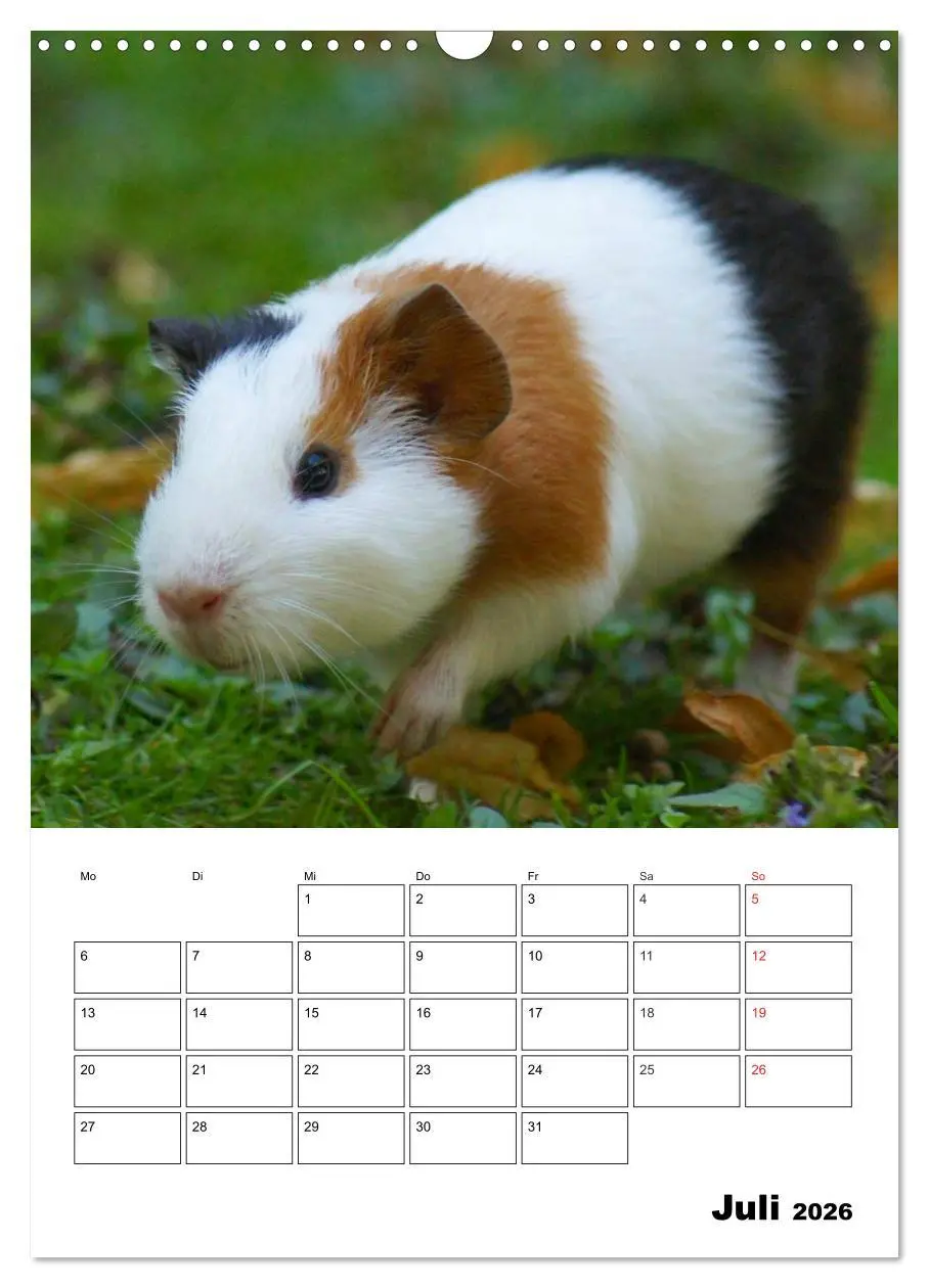 Bild: 9783516429664 | Meerschweinchen Terminplaner (Wandkalender 2026 DIN A3 hoch),...