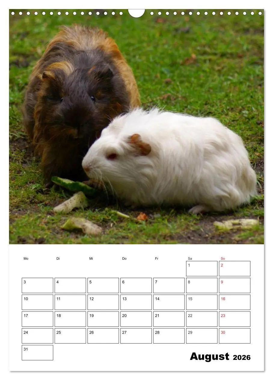 Bild: 9783516429664 | Meerschweinchen Terminplaner (Wandkalender 2026 DIN A3 hoch),...