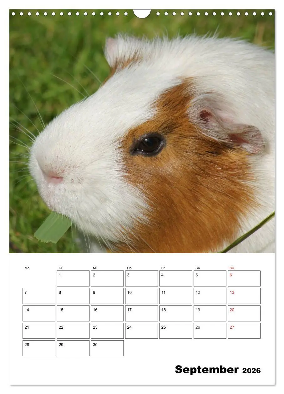 Bild: 9783516429664 | Meerschweinchen Terminplaner (Wandkalender 2026 DIN A3 hoch),...