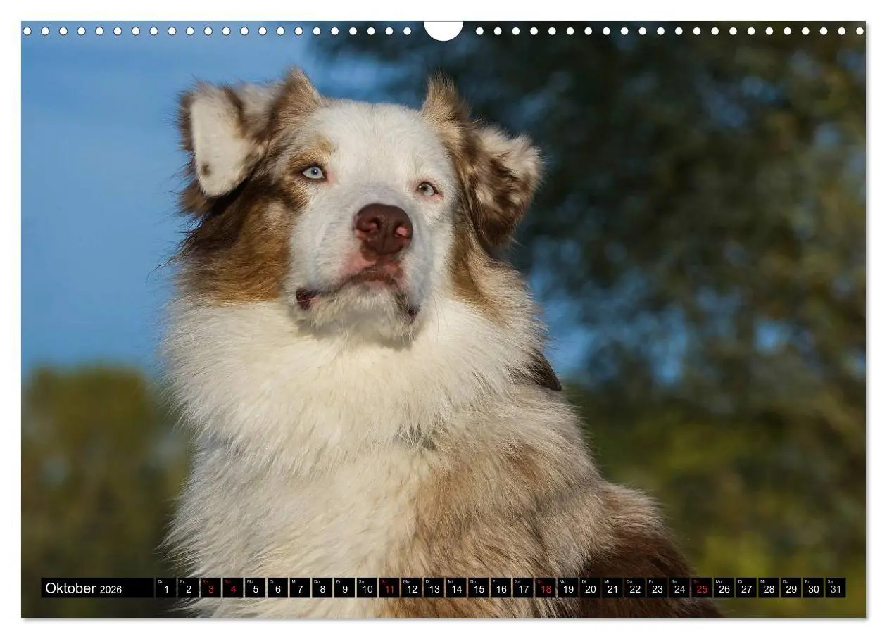 Bild: 9783516029864 | Bekannt wie ein bunter Hund. Australian Shepherd (Wandkalender 2026...