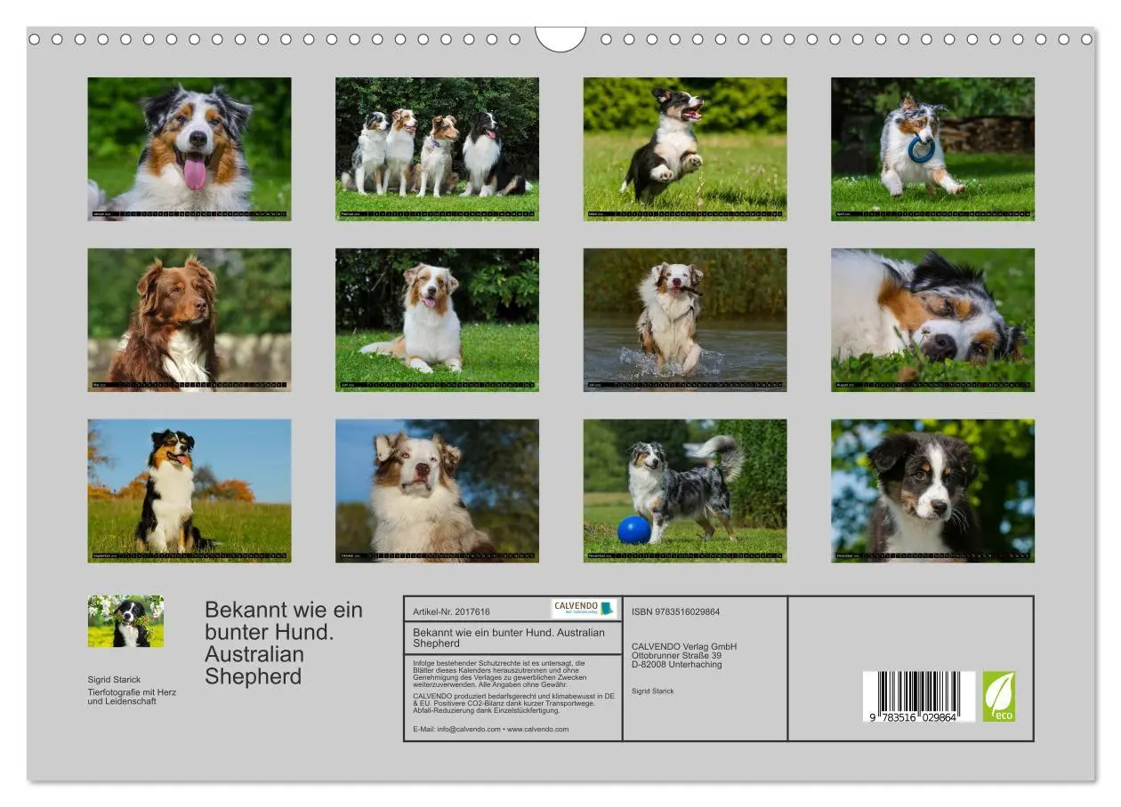 Bild: 9783516029864 | Bekannt wie ein bunter Hund. Australian Shepherd (Wandkalender 2026...