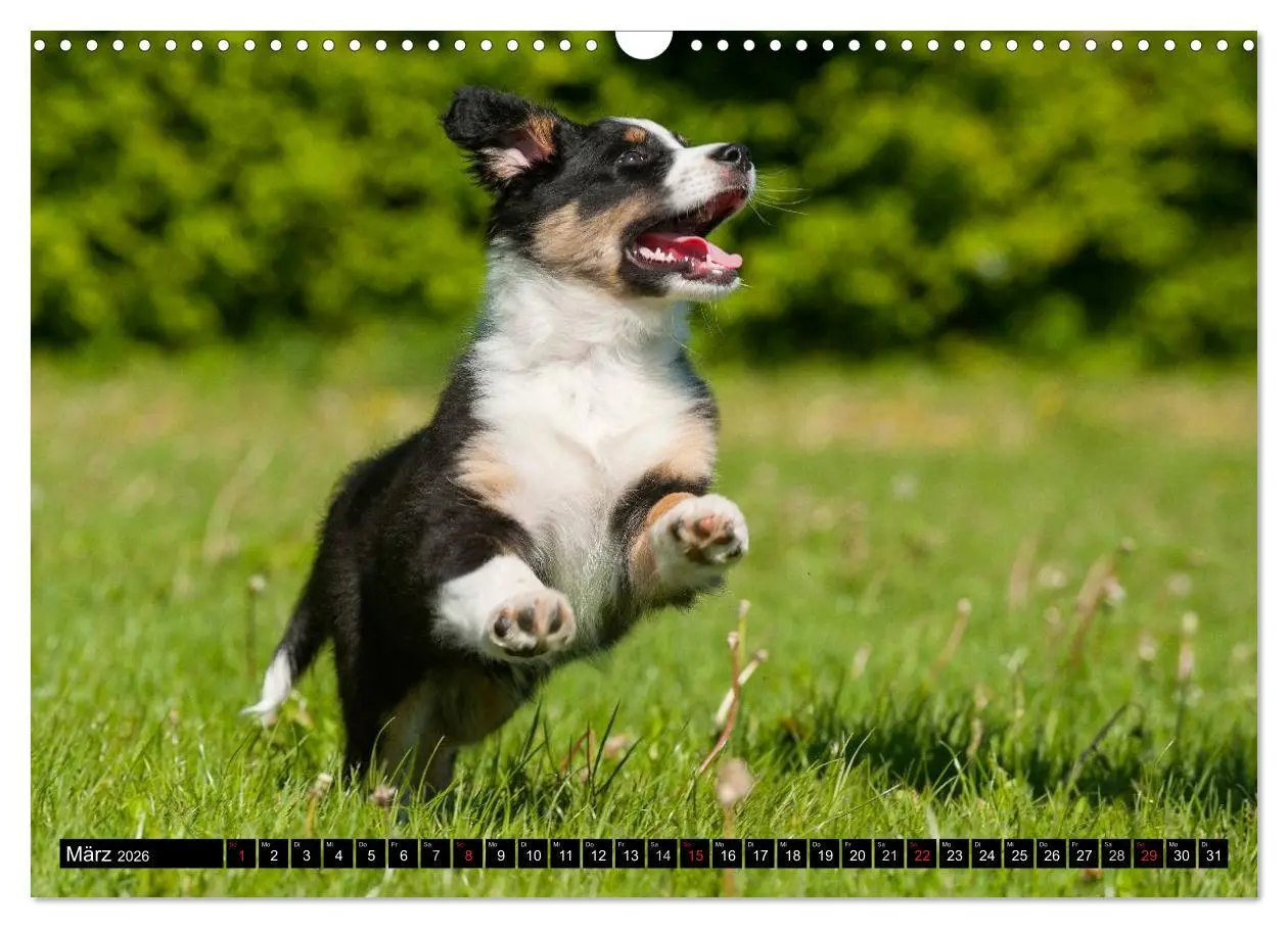 Bild: 9783516029864 | Bekannt wie ein bunter Hund. Australian Shepherd (Wandkalender 2026...