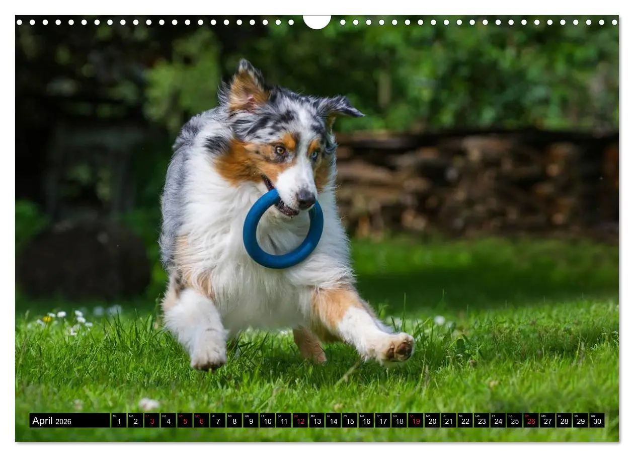 Bild: 9783516029864 | Bekannt wie ein bunter Hund. Australian Shepherd (Wandkalender 2026...