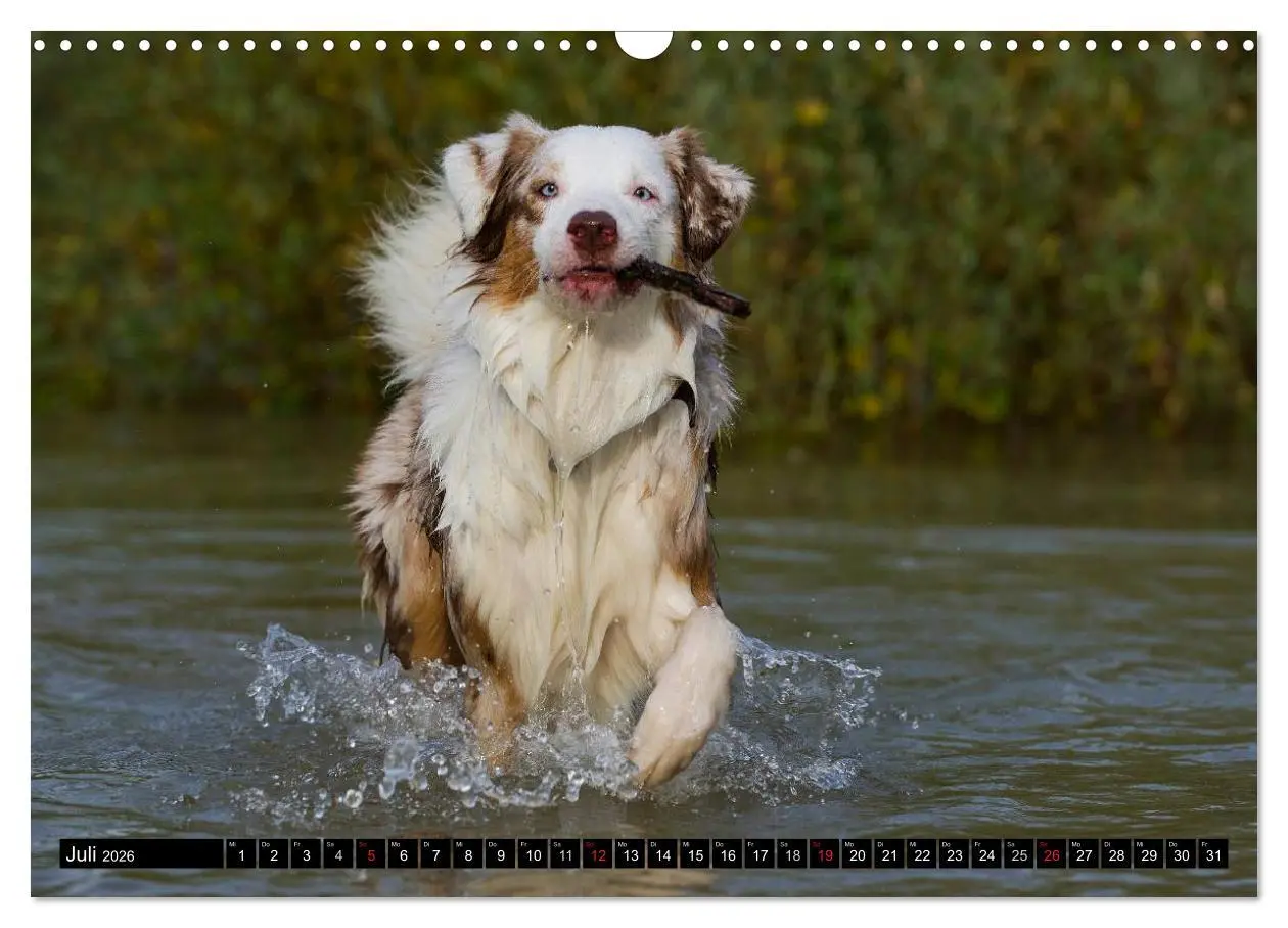 Bild: 9783516029864 | Bekannt wie ein bunter Hund. Australian Shepherd (Wandkalender 2026...