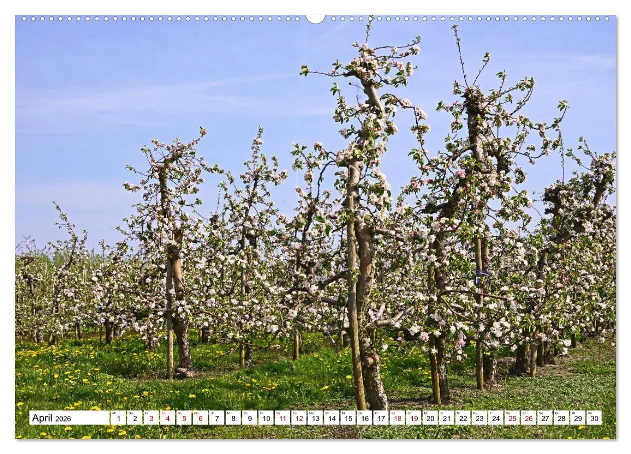 Bild: 9783457859964 | Altes Land 2026 (Wandkalender 2026 DIN A2 quer), CALVENDO...