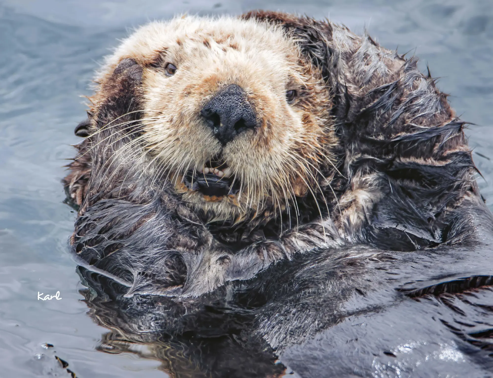 Bild: 9783966649964 | Otter Kalender 2026 Wandkalender Eintragkalender | Kalender | 14 S. Bild: 9783966649964 | Otter Kalender 2026 Wandkalender Eintragkalender | Kalender | 14 S.