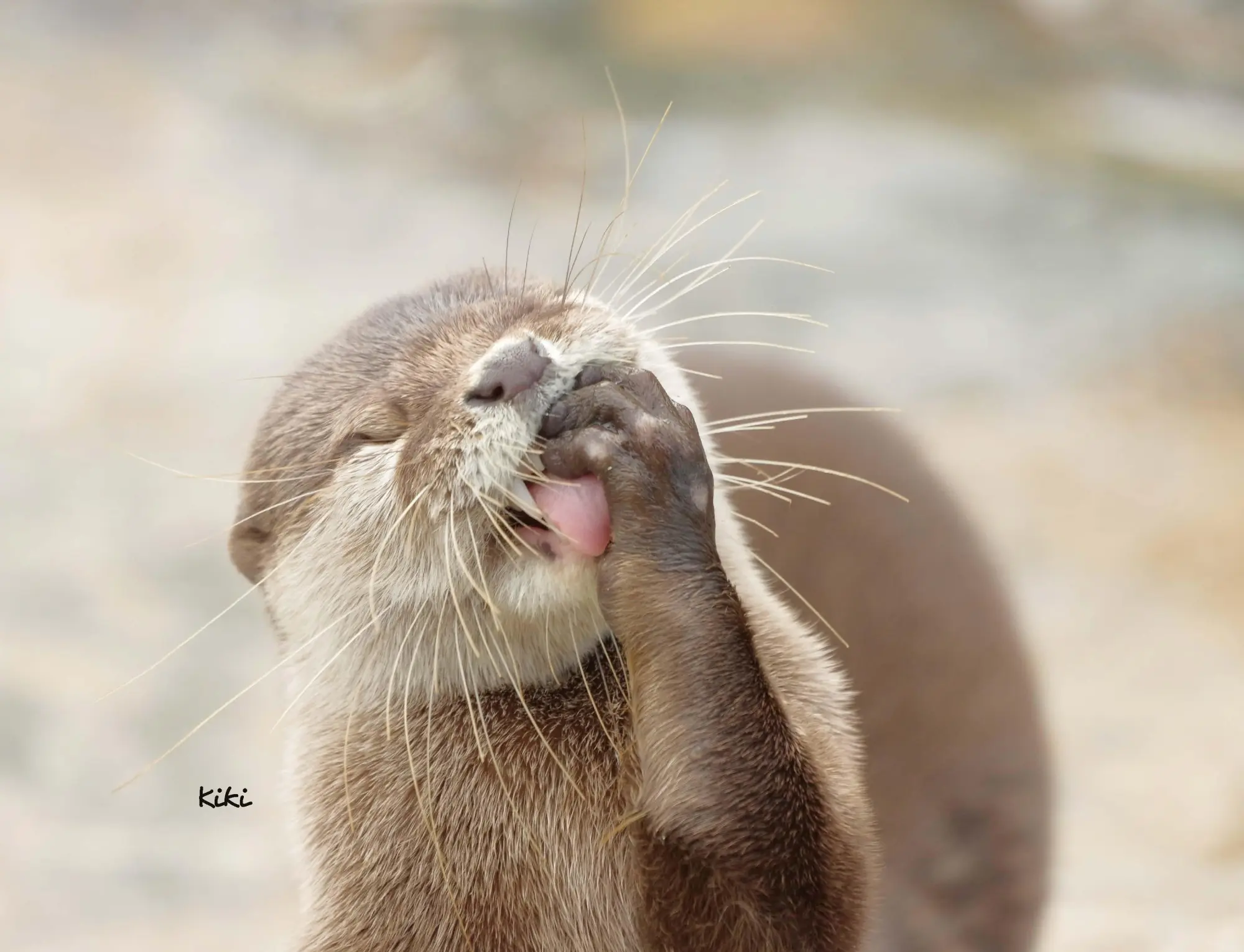 Bild: 9783966649964 | Otter Kalender 2026 Wandkalender Eintragkalender | Kalender | 14 S. Bild: 9783966649964 | Otter Kalender 2026 Wandkalender Eintragkalender | Kalender | 14 S.