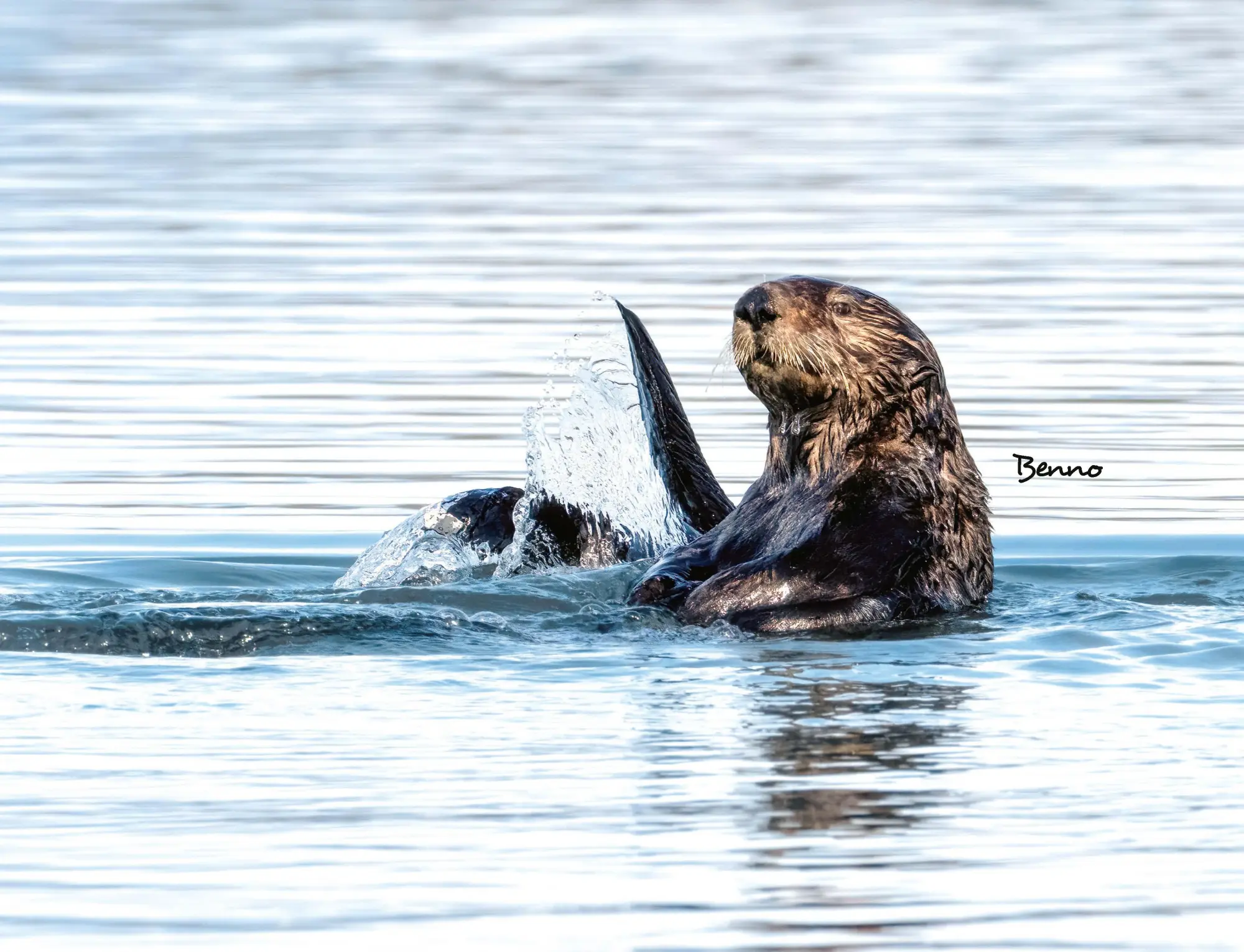 Bild: 9783966649964 | Otter Kalender 2026 Wandkalender Eintragkalender | Kalender | 14 S. Bild: 9783966649964 | Otter Kalender 2026 Wandkalender Eintragkalender | Kalender | 14 S.