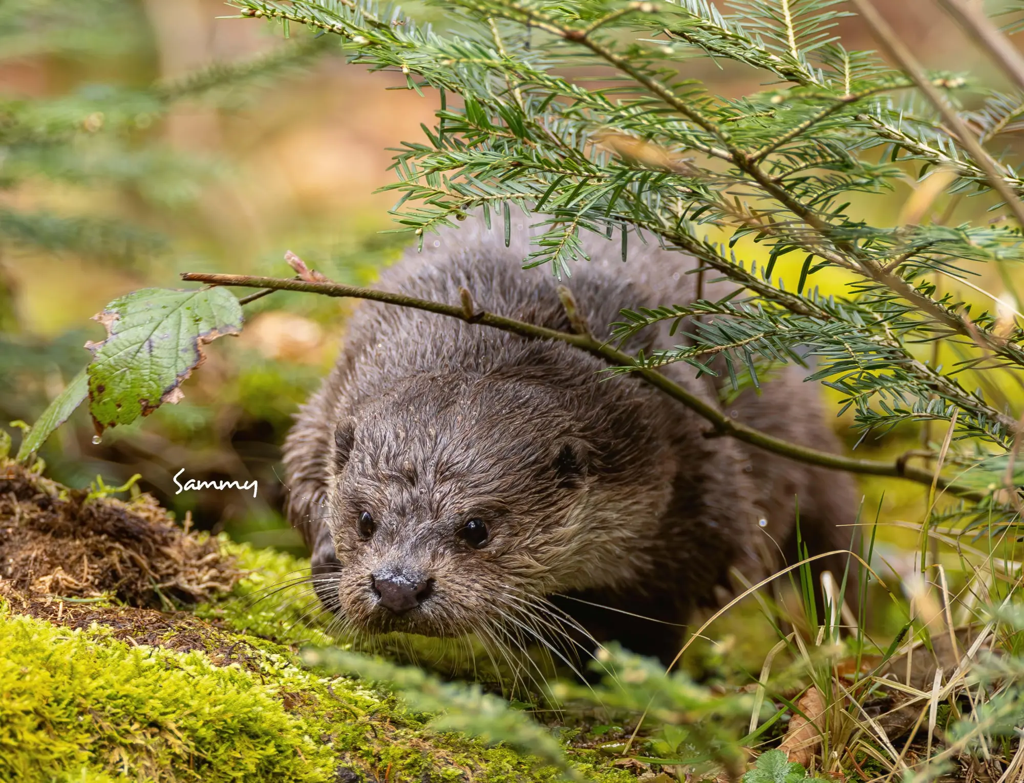 Bild: 9783966649964 | Otter Kalender 2026 Wandkalender Eintragkalender | Kalender | 14 S. Bild: 9783966649964 | Otter Kalender 2026 Wandkalender Eintragkalender | Kalender | 14 S.