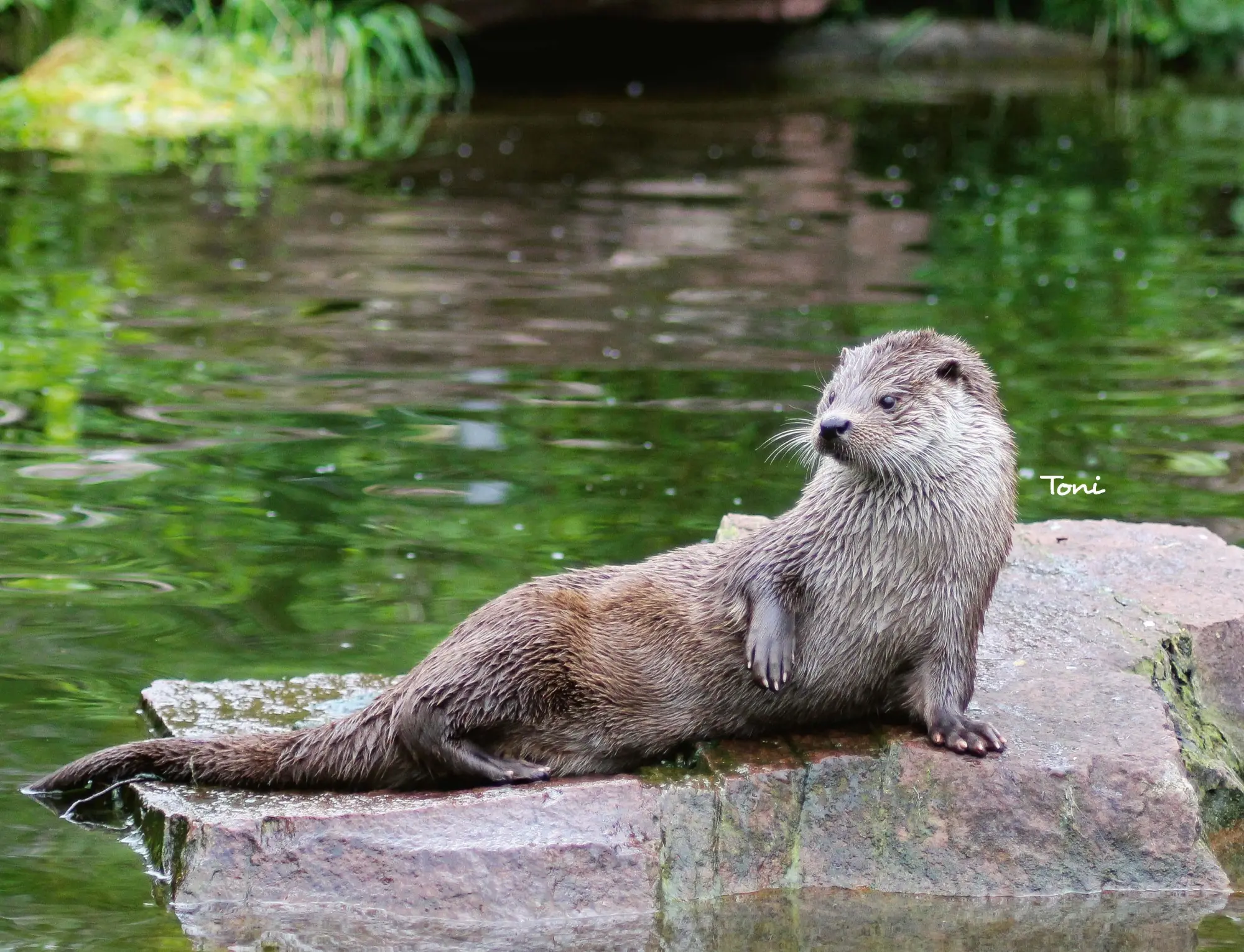 Bild: 9783966649964 | Otter Kalender 2026 Wandkalender Eintragkalender | Kalender | 14 S. Bild: 9783966649964 | Otter Kalender 2026 Wandkalender Eintragkalender | Kalender | 14 S.