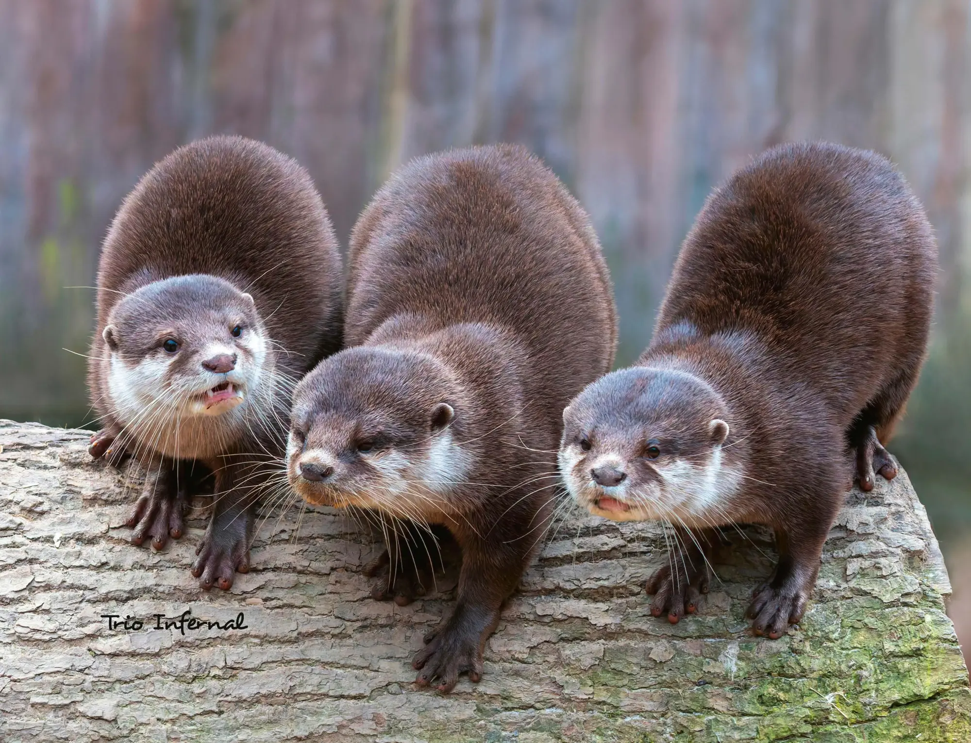 Bild: 9783966649964 | Otter Kalender 2026 Wandkalender Eintragkalender | Kalender | 14 S. Bild: 9783966649964 | Otter Kalender 2026 Wandkalender Eintragkalender | Kalender | 14 S.