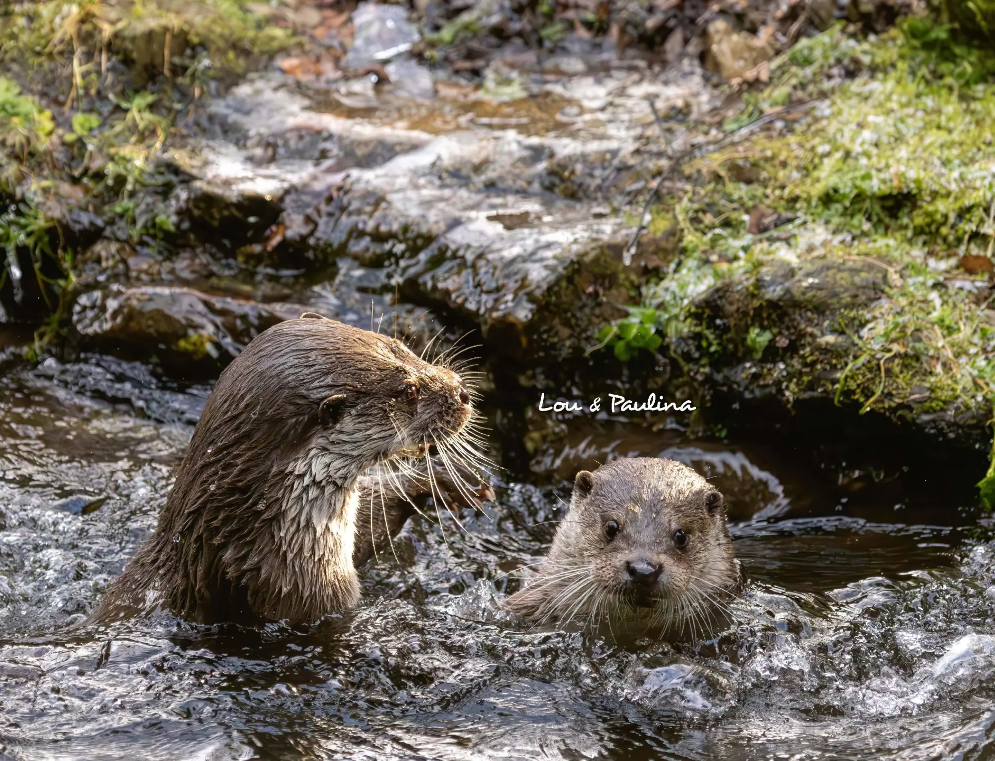 Bild: 9783966649964 | Otter Kalender 2026 Wandkalender Eintragkalender | Kalender | 14 S. Bild: 9783966649964 | Otter Kalender 2026 Wandkalender Eintragkalender | Kalender | 14 S.