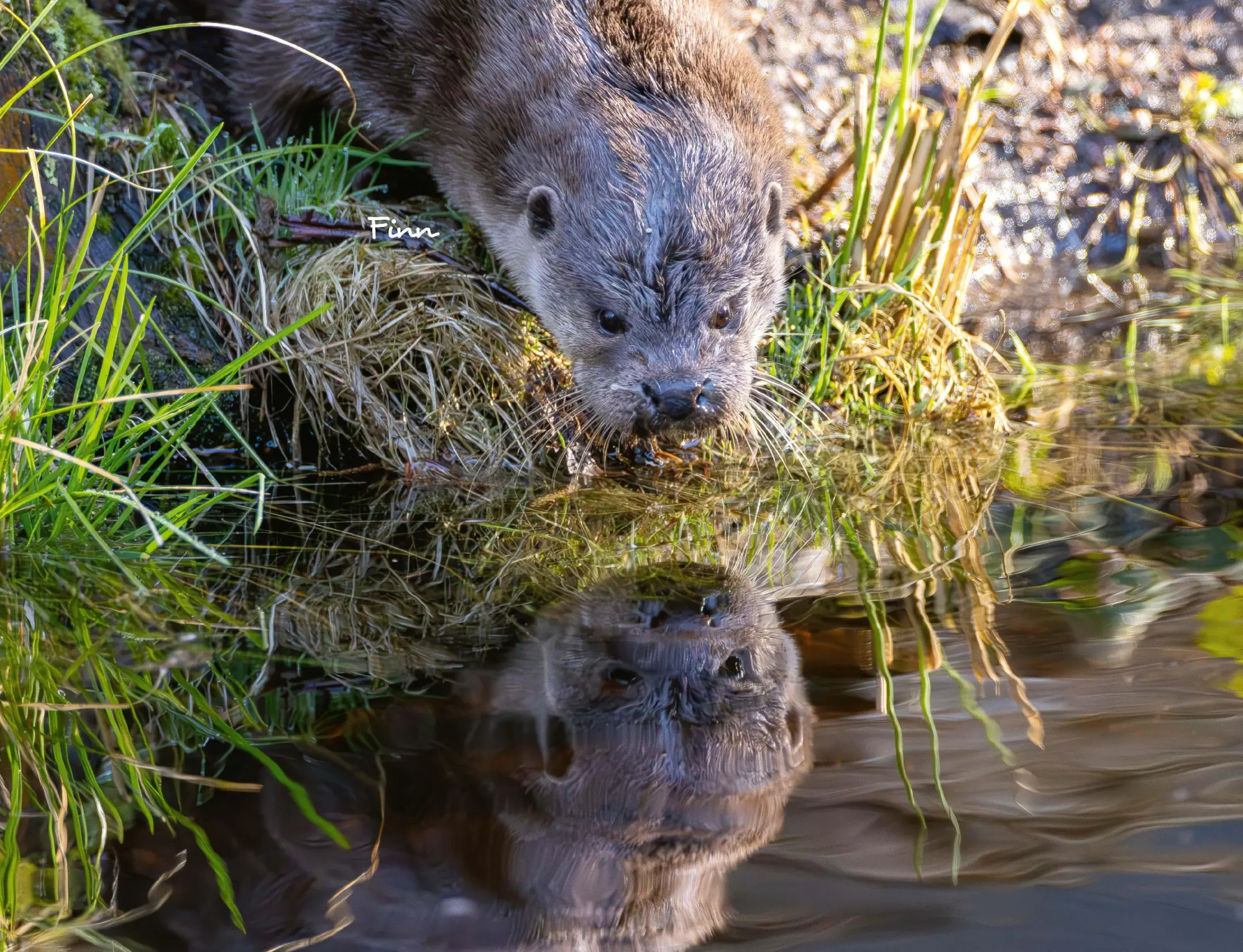 Bild: 9783966649964 | Otter Kalender 2026 Wandkalender Eintragkalender | Kalender | 14 S. Bild: 9783966649964 | Otter Kalender 2026 Wandkalender Eintragkalender | Kalender | 14 S.