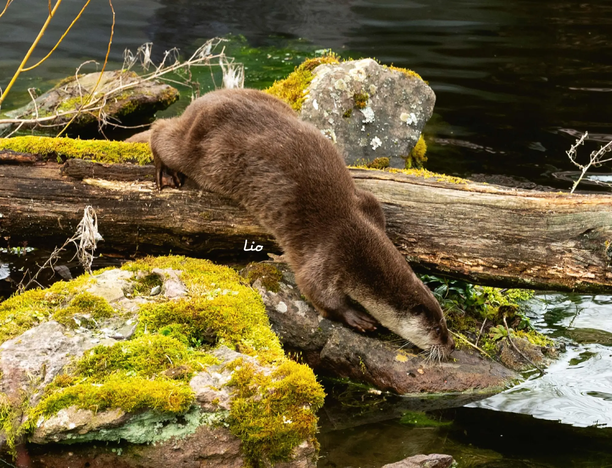 Bild: 9783966649964 | Otter Kalender 2026 Wandkalender Eintragkalender | Kalender | 14 S. Bild: 9783966649964 | Otter Kalender 2026 Wandkalender Eintragkalender | Kalender | 14 S.