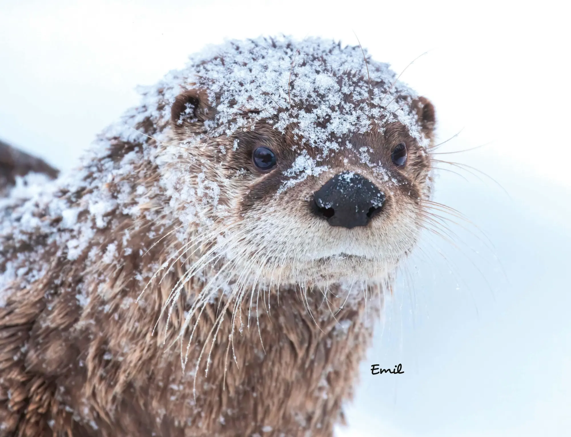 Bild: 9783966649964 | Otter Kalender 2026 Wandkalender Eintragkalender | Kalender | 14 S. Bild: 9783966649964 | Otter Kalender 2026 Wandkalender Eintragkalender | Kalender | 14 S.