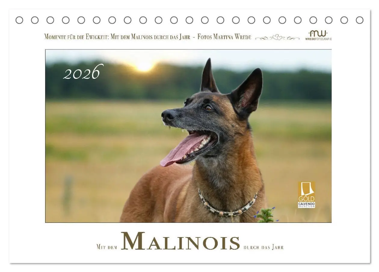 Cover: 9783457280065 | Mit dem Malinois durch das Jahr (Tischkalender 2026 DIN A5 quer),...