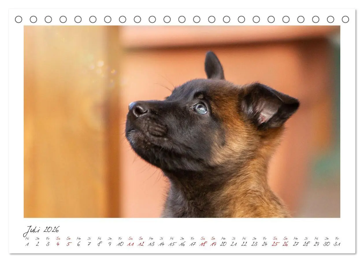 Bild: 9783457280065 | Mit dem Malinois durch das Jahr (Tischkalender 2026 DIN A5 quer),...
