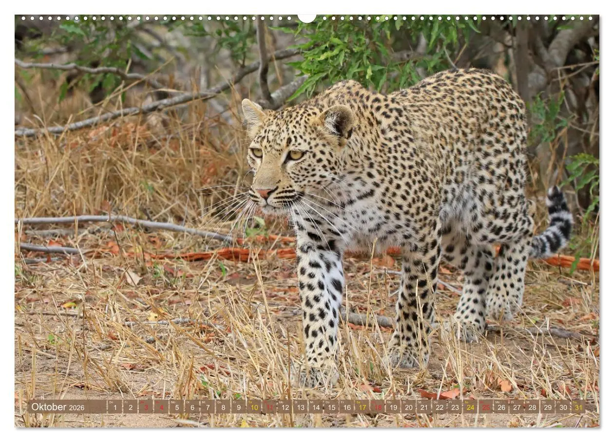 Bild: 9783516050165 | Löwen und Leoparden - Begegnungen in Afrika (Wandkalender 2026 DIN...