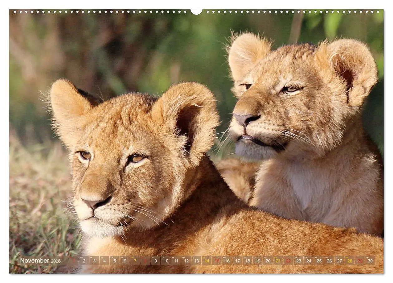 Bild: 9783516050165 | Löwen und Leoparden - Begegnungen in Afrika (Wandkalender 2026 DIN...