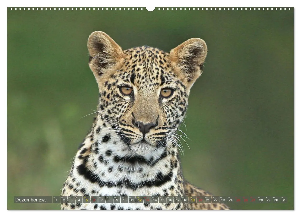 Bild: 9783516050165 | Löwen und Leoparden - Begegnungen in Afrika (Wandkalender 2026 DIN...