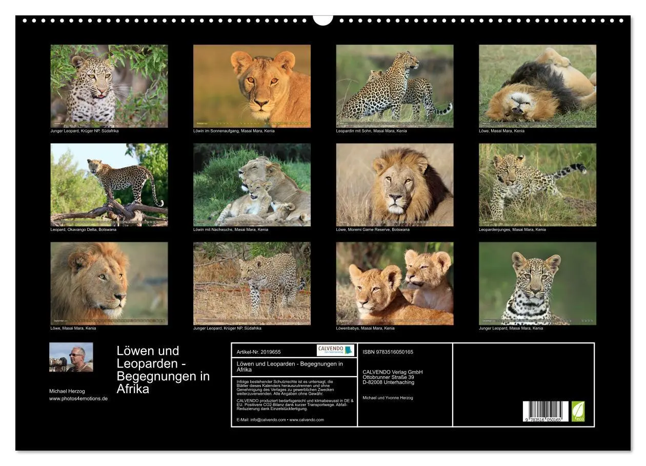 Bild: 9783516050165 | Löwen und Leoparden - Begegnungen in Afrika (Wandkalender 2026 DIN...
