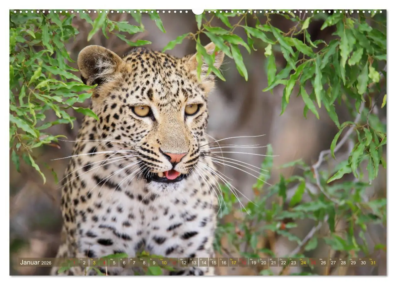 Bild: 9783516050165 | Löwen und Leoparden - Begegnungen in Afrika (Wandkalender 2026 DIN...