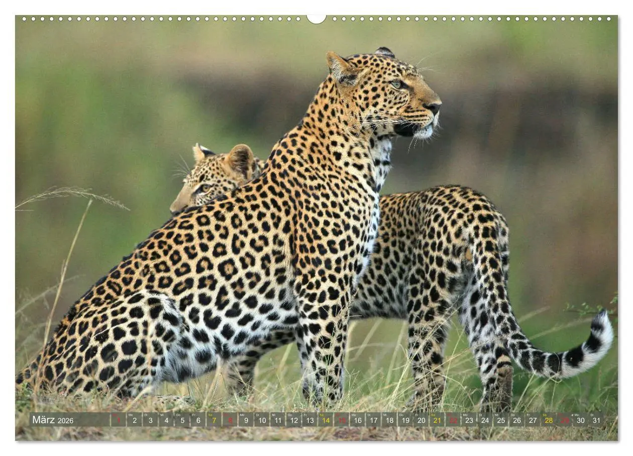 Bild: 9783516050165 | Löwen und Leoparden - Begegnungen in Afrika (Wandkalender 2026 DIN...