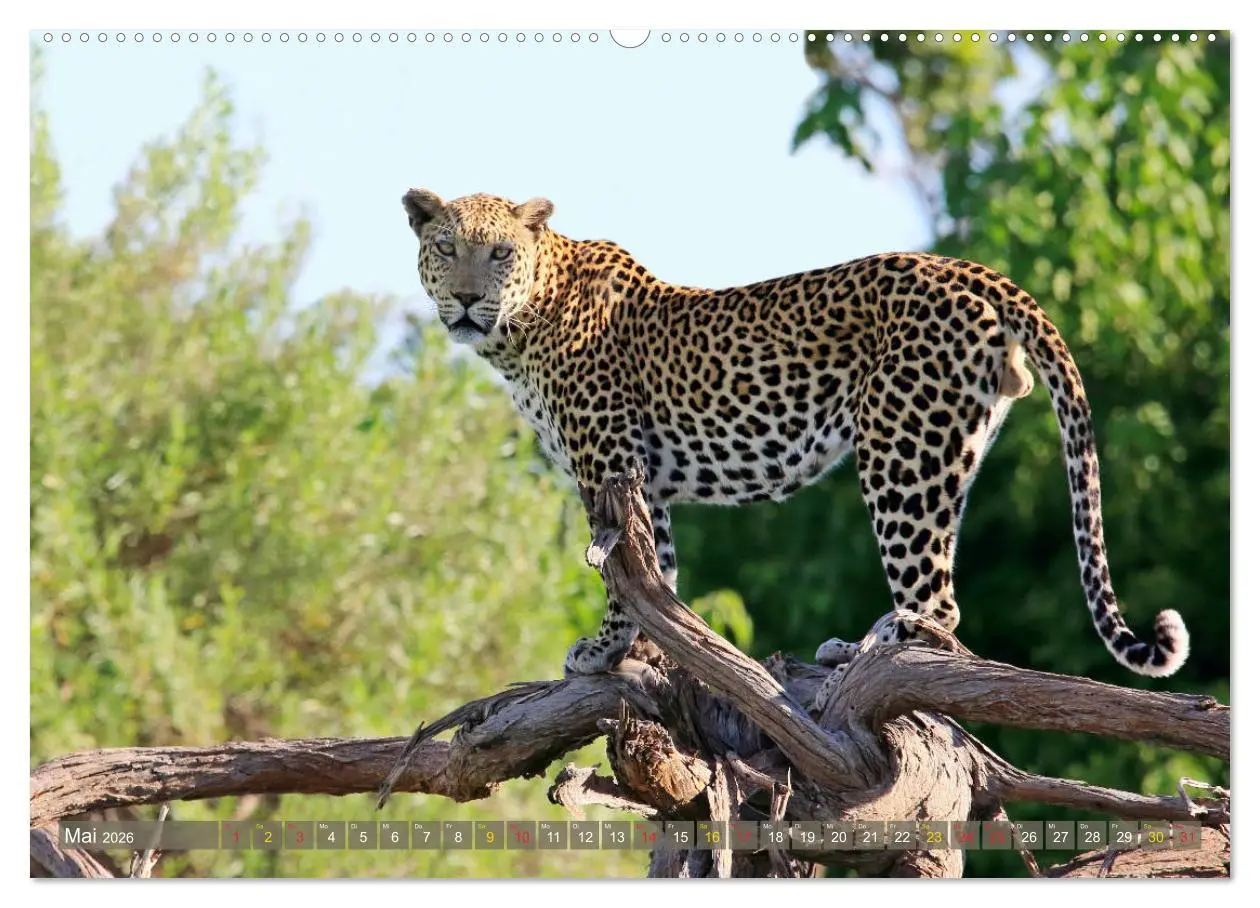Bild: 9783516050165 | Löwen und Leoparden - Begegnungen in Afrika (Wandkalender 2026 DIN...