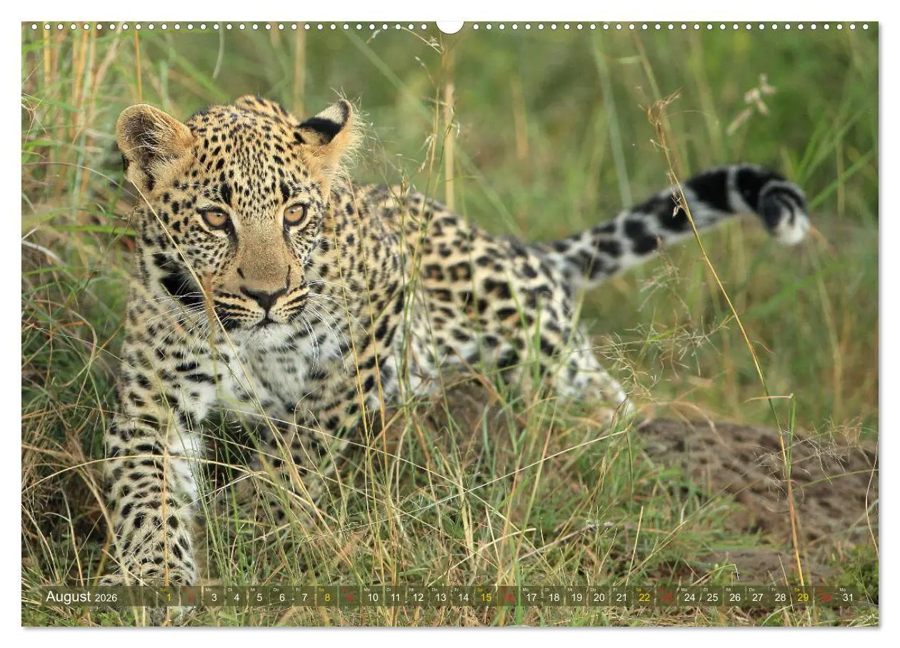 Bild: 9783516050165 | Löwen und Leoparden - Begegnungen in Afrika (Wandkalender 2026 DIN...
