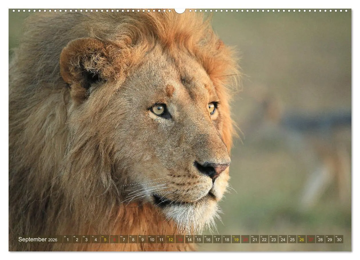 Bild: 9783516050165 | Löwen und Leoparden - Begegnungen in Afrika (Wandkalender 2026 DIN...