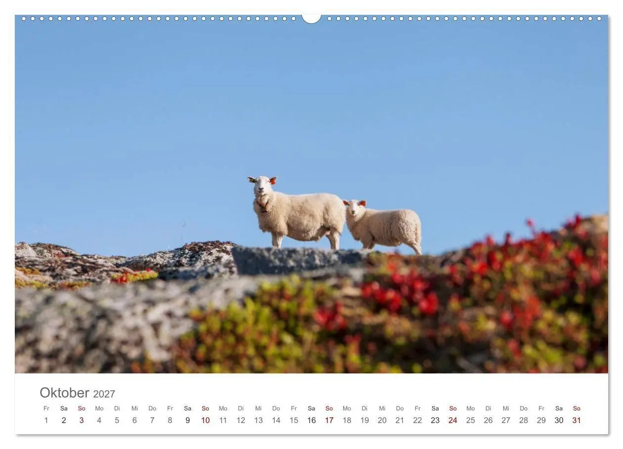 Bild: 9783569760165 | Schafe - Weich und wollig (hochwertiger Premium Wandkalender 2027...