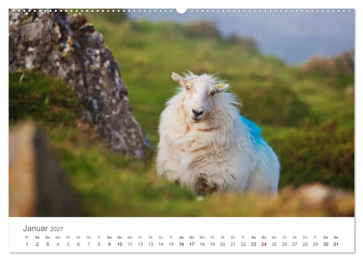 Bild: 9783569760165 | Schafe - Weich und wollig (hochwertiger Premium Wandkalender 2027...