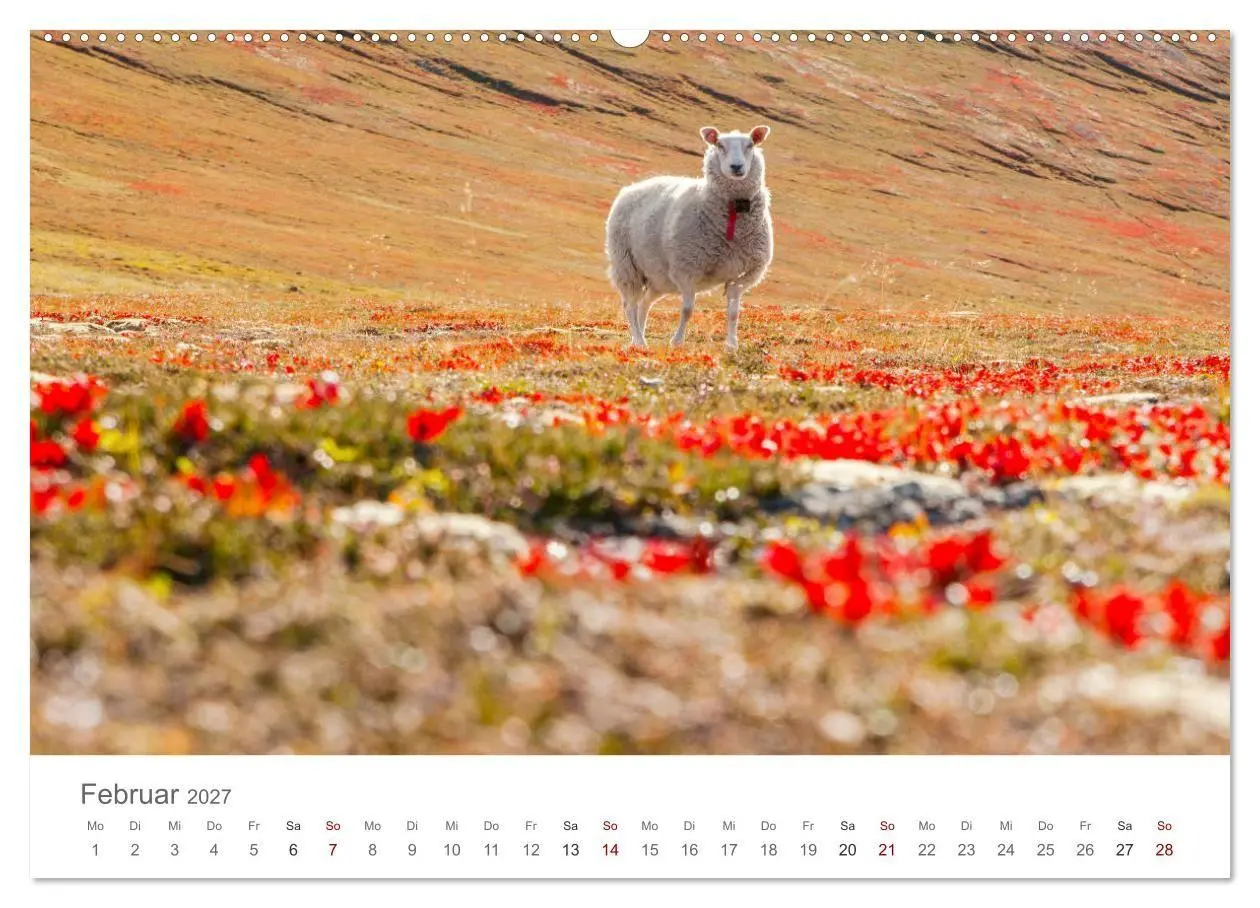 Bild: 9783569760165 | Schafe - Weich und wollig (hochwertiger Premium Wandkalender 2027...