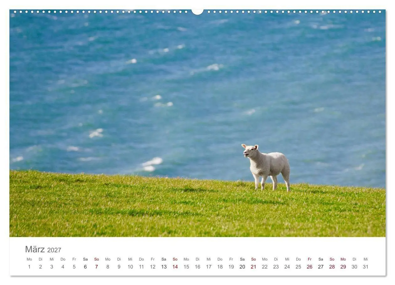 Bild: 9783569760165 | Schafe - Weich und wollig (hochwertiger Premium Wandkalender 2027...