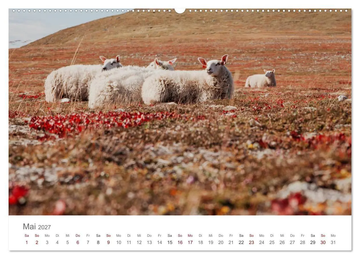 Bild: 9783569760165 | Schafe - Weich und wollig (hochwertiger Premium Wandkalender 2027...
