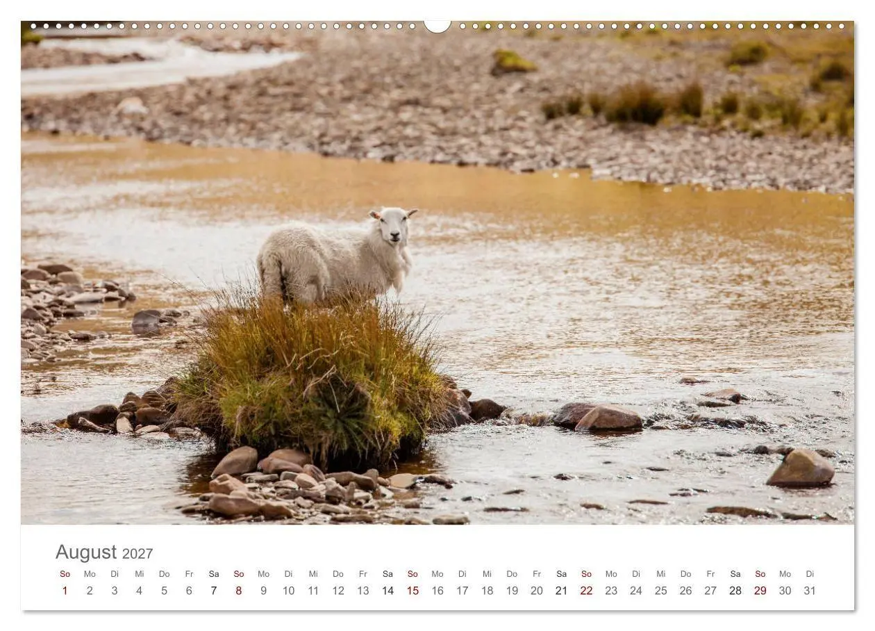 Bild: 9783569760165 | Schafe - Weich und wollig (hochwertiger Premium Wandkalender 2027...