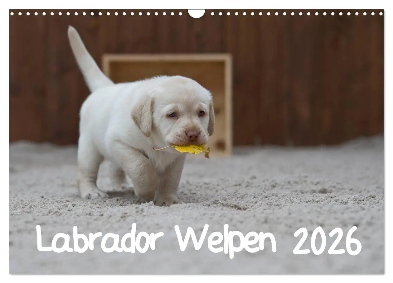Cover: 9783516110265 | Labrador Welpen (Wandkalender 2026 DIN A3 quer), CALVENDO...