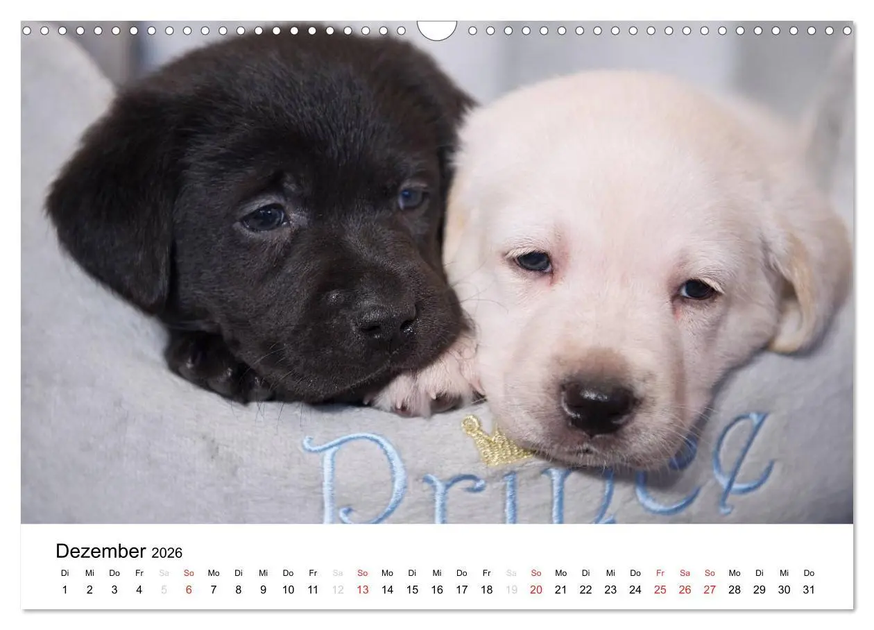 Bild: 9783516110265 | Labrador Welpen (Wandkalender 2026 DIN A3 quer), CALVENDO...